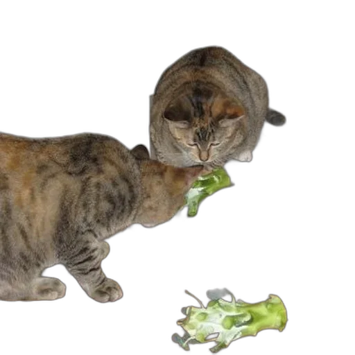 food, animal, staff, creature transparent PNG cut-out