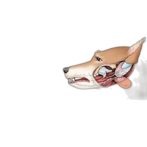 mask, jewelry, animal, creature transparent PNG cut-out