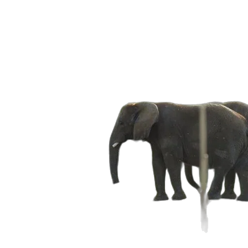 animal, creature, weapon, staff transparent PNG cut-out
