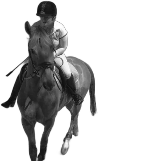 animal, photorealistic, concept art, 3d render transparent PNG cut-out
