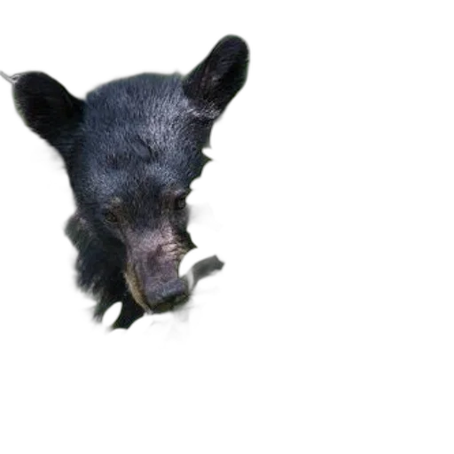 animal, creature, face, mask transparent PNG cut-out