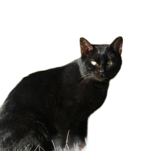 animal, staff, creature, face transparent PNG cut-out