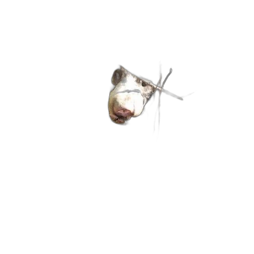 animal, creature, hair, food transparent PNG cut-out