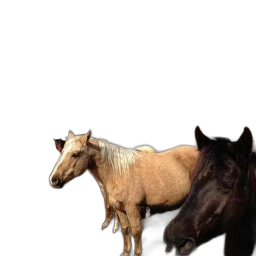 animal, creature, staff, hair transparent PNG cut-out