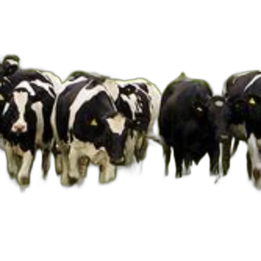 animal, jewelry, herd, black transparent PNG cut-out