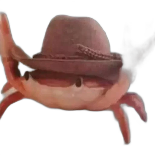 hat, animal, creature, weapon transparent PNG cut-out