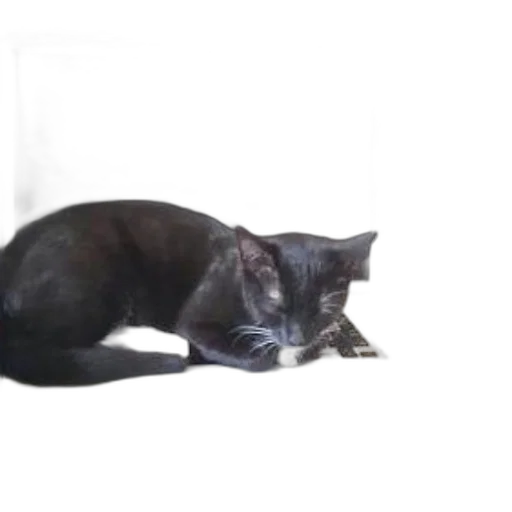 animal, staff, creature, photorealistic transparent PNG cut-out