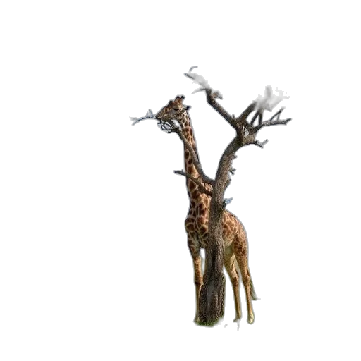 tree, animal, creature, staff transparent PNG cut-out