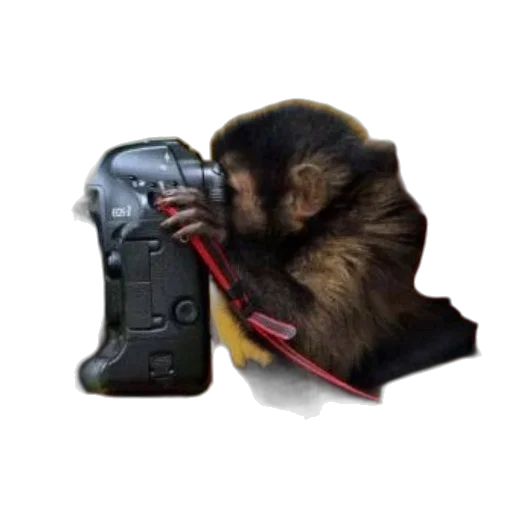 animal, weapon, creature, staff transparent PNG cut-out