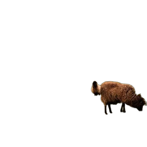 animal, creature, hair, weapon transparent PNG cut-out