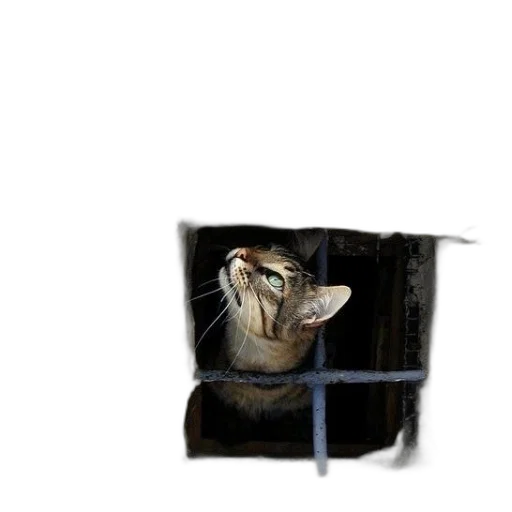 animal, staff, creature, face transparent PNG cut-out