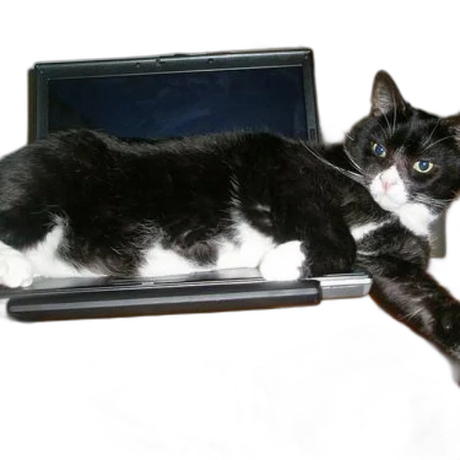 staff, animal, creature, robot transparent PNG cut-out