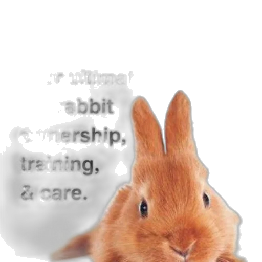 animal, creature, hat, photorealistic transparent PNG cut-out