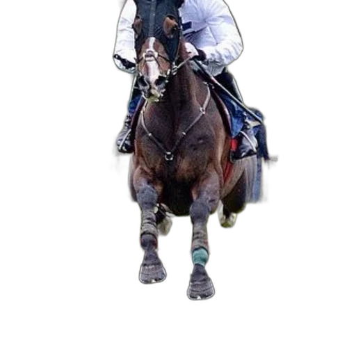 jacket, staff, animal, photorealistic transparent PNG cut-out
