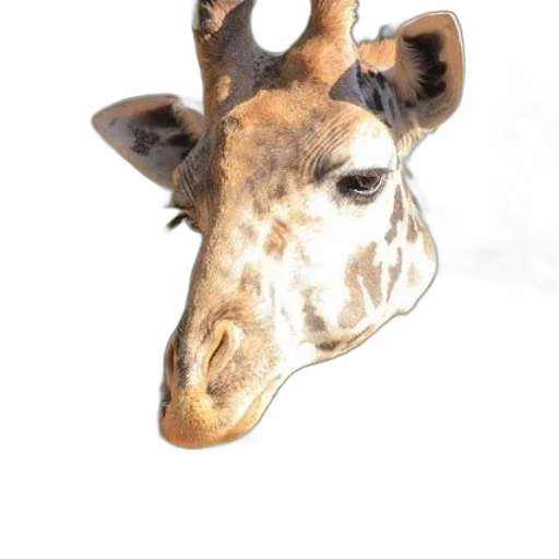 animal, mask, face, creature transparent PNG cut-out
