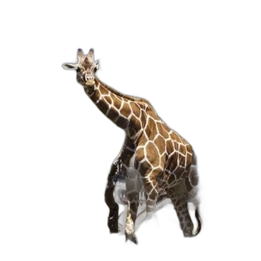 animal, creature, staff, hat transparent PNG cut-out