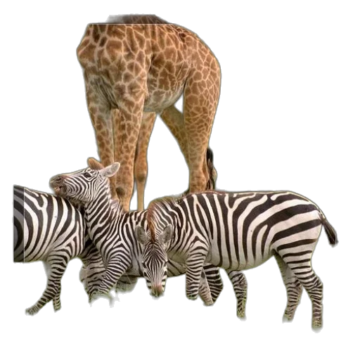 animal, creature, staff, 3d render transparent PNG cut-out