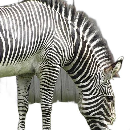 animal, creature, furniture, jewelry transparent PNG cut-out