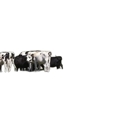 animal, food, jewelry, staff transparent PNG cut-out