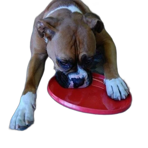 food, animal, brown, dog transparent PNG cut-out