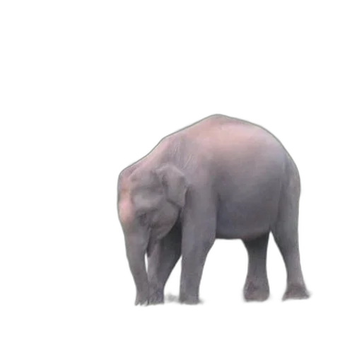 animal, creature, weapon, face transparent PNG cut-out