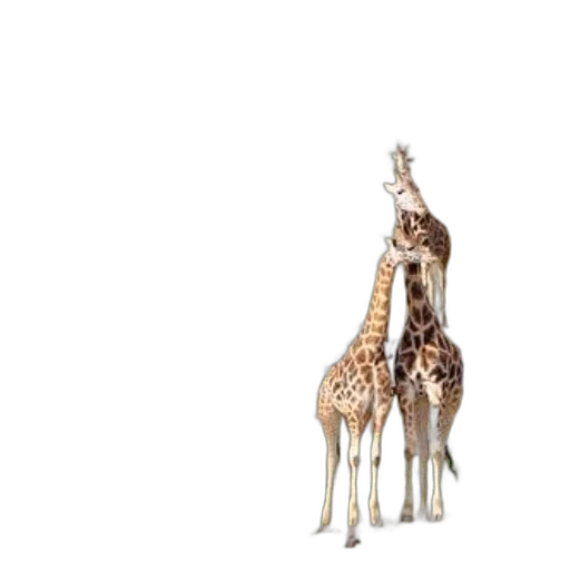 animal, creature, staff, furniture transparent PNG cut-out