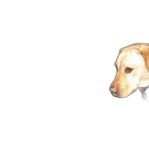 animal, creature, face, staff transparent PNG cut-out