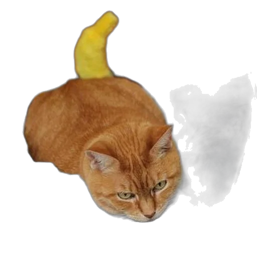 animal, hat, food, crown transparent PNG cut-out