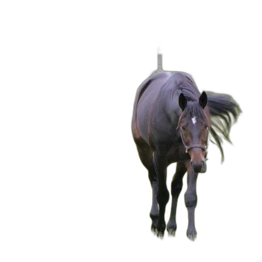 animal, creature, staff, hair transparent PNG cut-out