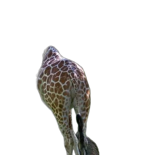 animal, staff, creature, jewelry transparent PNG cut-out