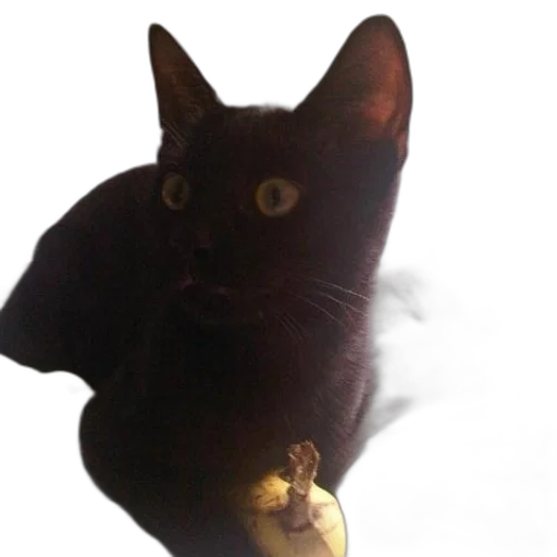 staff, animal, creature, dragon transparent PNG cut-out