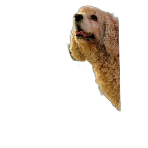 animal, creature, face, staff transparent PNG cut-out