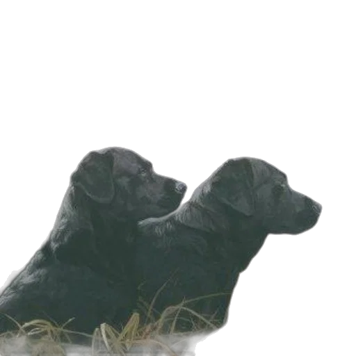 animal, shoes, creature, staff transparent PNG cut-out