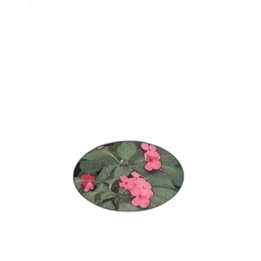 flower, jewelry, hat, crown transparent PNG cut-out