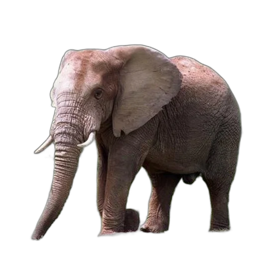 animal, creature, weapon, staff transparent PNG cut-out