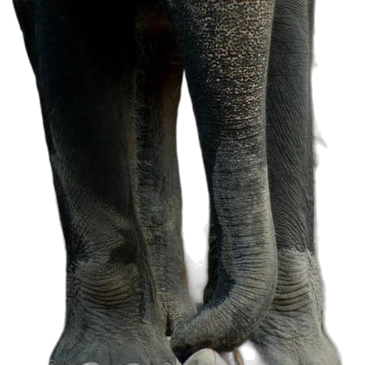 creature, animal, shoes, staff transparent PNG cut-out