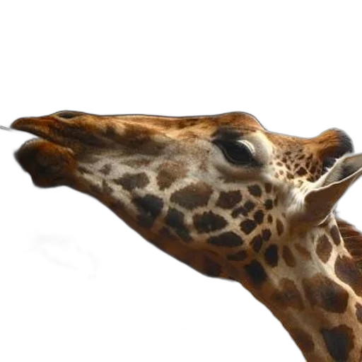 animal, face, creature, hat transparent PNG cut-out