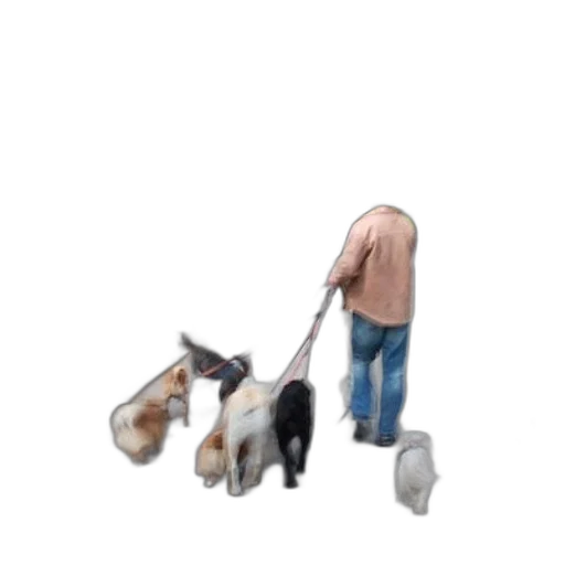 animal, staff, creature, umbrella transparent PNG cut-out