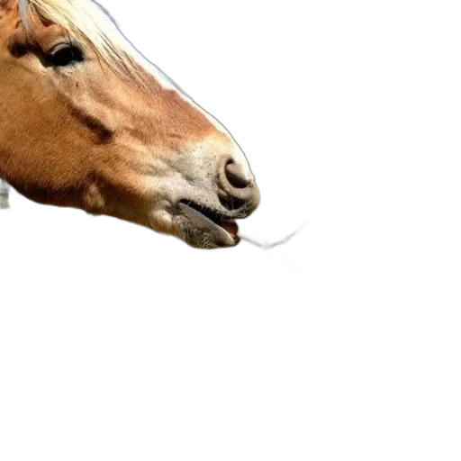 animal, creature, face, hair transparent PNG cut-out