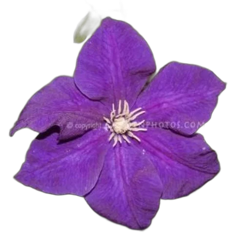 flower, jewelry, crown, staff transparent PNG cut-out