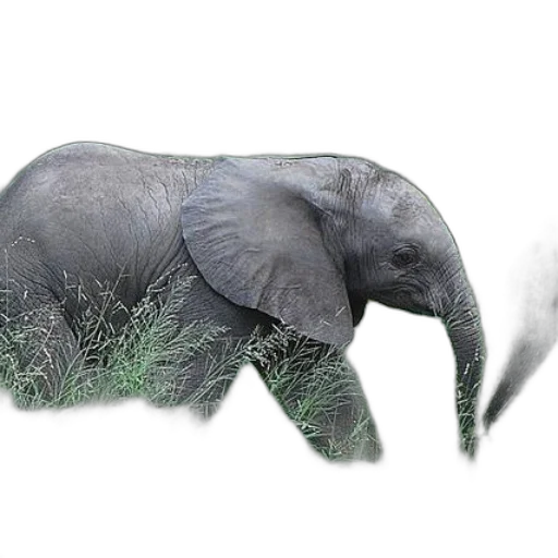 animal, creature, weapon, hair transparent PNG cut-out