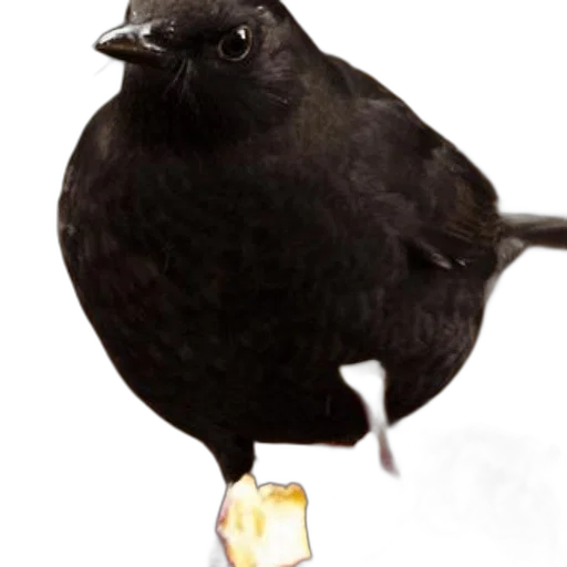 animal, food, staff, jewelry transparent PNG cut-out