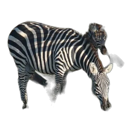 animal, creature, jewelry, staff transparent PNG cut-out
