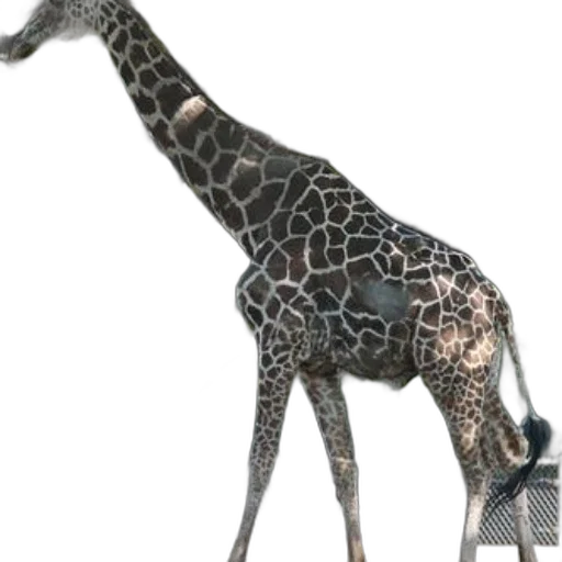 animal, creature, staff, jewelry transparent PNG cut-out