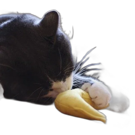 food, animal, creature, hat transparent PNG cut-out
