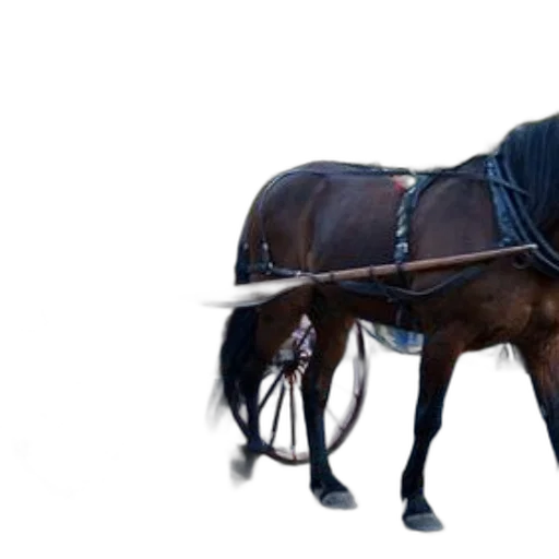 animal, staff, car, hat transparent PNG cut-out