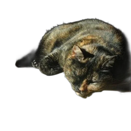 animal, creature, staff, hat transparent PNG cut-out