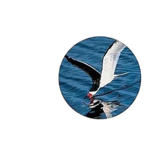 animal, staff, photorealistic, cover transparent PNG cut-out