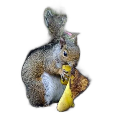 animal, food, staff, hat transparent PNG cut-out