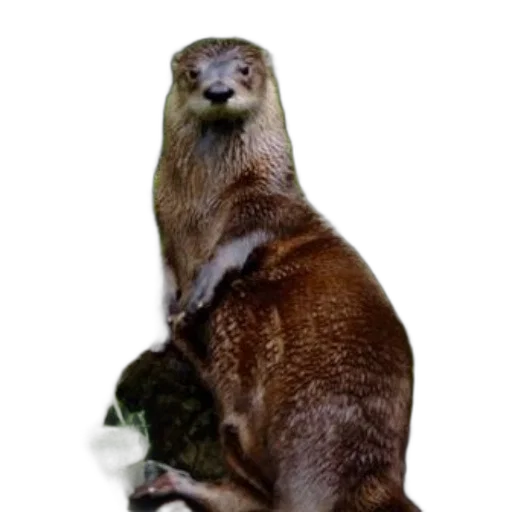 animal, staff, creature, hair transparent PNG cut-out